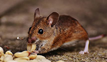24 Hour & Emergency Exterminators in Daysville, KY